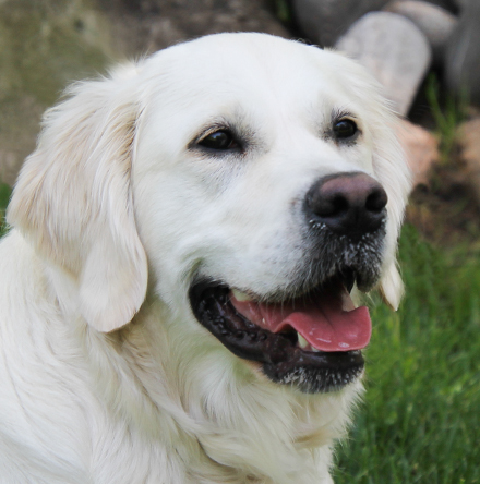 Fiona - Regalgoldens Unforgettable Song