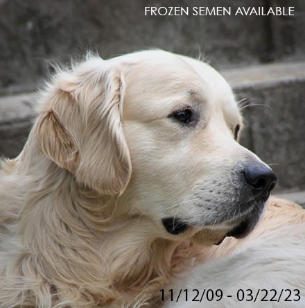 Jazz - Champion Evidog Jazzman