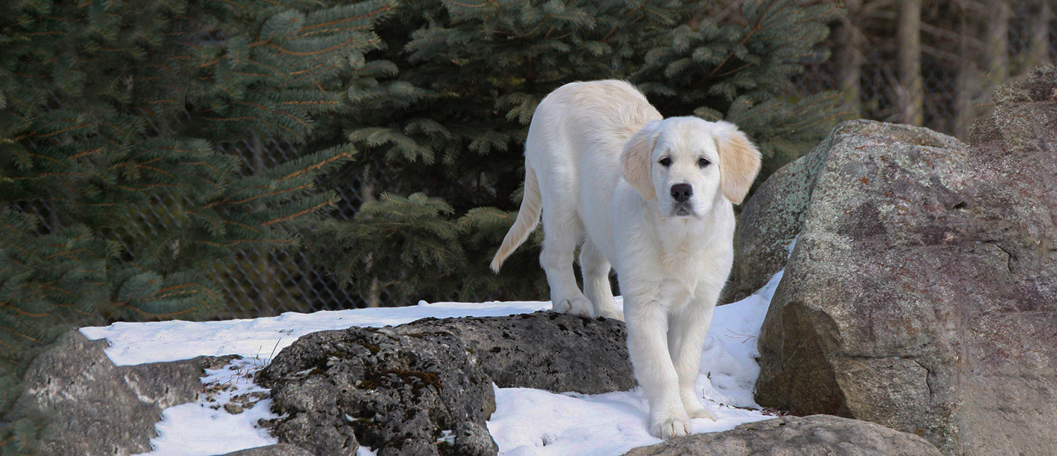 English Golden Retriever, British Golden Retrievers, Golden Retriever Puppies
