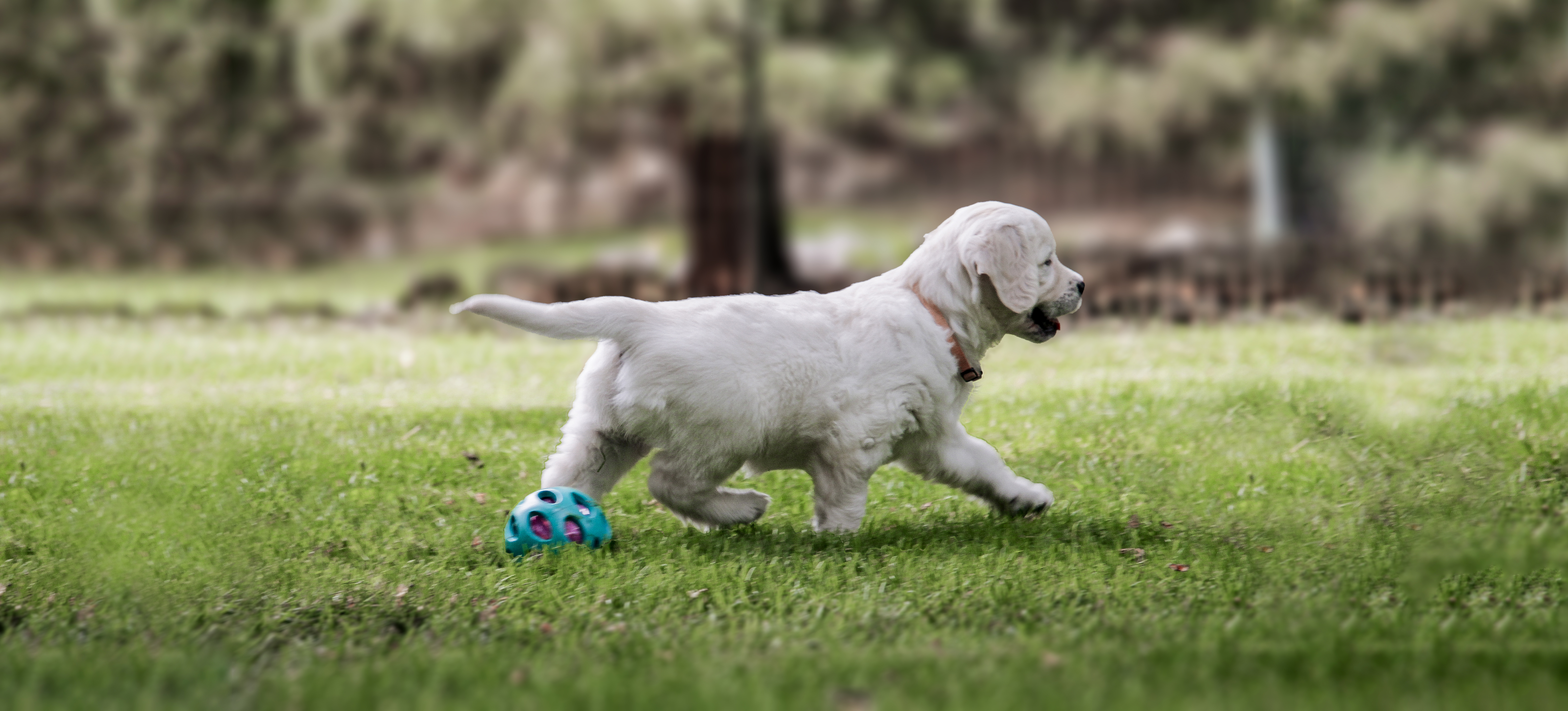 English Golden Retriever, British Golden Retrievers, Golden Retriever Puppies