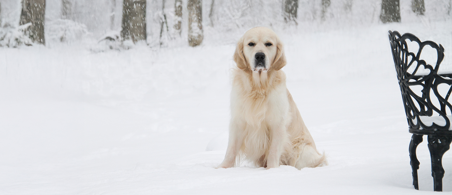 English Golden Retriever, British Golden Retrievers, Golden Retriever Puppies
